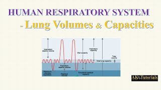 Lec 04 Pulmonary Volume amp Capacities  Human Respiratory System [upl. by Vardon]