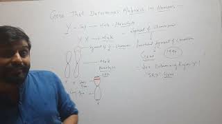 Gene that determines maleness in Humans [upl. by Dnaltroc]