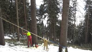 Baum umschneiden richtig gemacht [upl. by Ahsenrat]