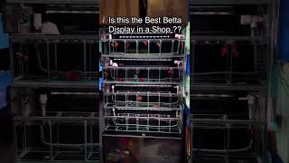 THIS is the Most EPIC Betta Display Youve Ever Seen [upl. by Snodgrass]