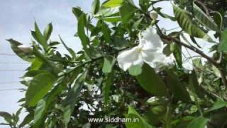 Herbal Medicine  Tabernaemontana divaricata  Natural Remedy for Eye Diseases [upl. by Ymmat853]