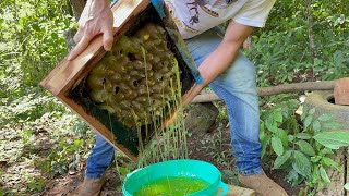 Colheita de Mel de Uruçu Amarela do Melgueirão sistema de alta produção de mel 🍯 🐝 [upl. by Naveb44]