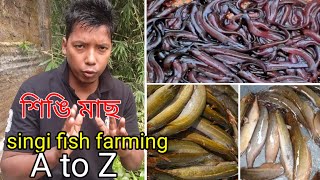 singi fish farming  things to know before farming singi fish  farm and fish  fish business plan [upl. by Zil97]