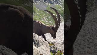 Ein Steinbock im besten Alter❤️‍🔥einfach dankbar🙏mein Kanal🍀Bergwelt Schweiz🇨🇭🫶🇨🇭💫 [upl. by Eirelam]