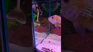 Rtc update catfish rtc aquarium fishtank viralvideo shortsviral ytshorts [upl. by Benjie712]