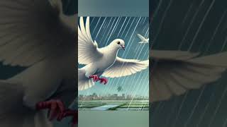 Sahasi Kabutar  The Tale of Courage and Friendship  Brave Pigeon  Kids Stories  Courage  story [upl. by Hafeetal]