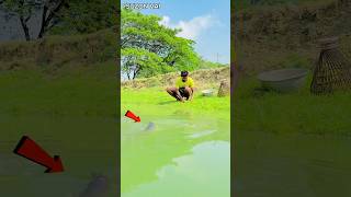 Pangas fish move in shallow water Then what happenedfunny [upl. by Naired]