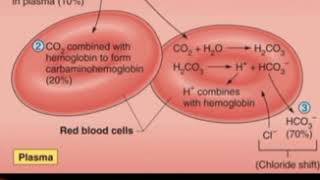 CHLORIDE SHIFT  Hamburgers principle [upl. by Gussy151]