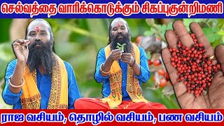 செல்வத்தை வாரிக்கொடுக்கும் சிகப்பு குண்டுமணி [upl. by Othella570]