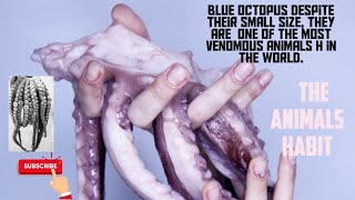 Deadly Bite Blue Ring Octopus theanimalshabit [upl. by Cerallua]