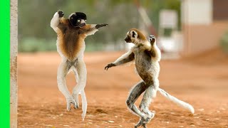 Funny Dancing Sifaka Lemurs of Madagascar  Love Nature [upl. by Assenat]