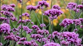 Verbena bonariensis  what I do in the early autumn verbena verbenabonariensis [upl. by Pace]