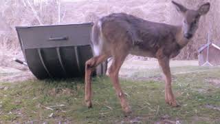 Limping Enervated White Tail Deer is OKAY Four Katonah Critters [upl. by Atterys]