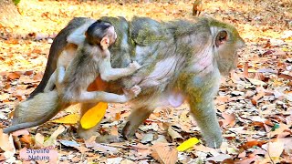 Sweetness Little Briar Funny Clinging Old Mum For Lazy Follow Up Walking With Mother [upl. by Ramat]