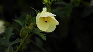 Abelmoschus manihot colour variation in the flowers [upl. by Garnette293]