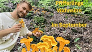 Pfifferlinge überall Pfifferlings Wahnsinn im September  Pilze erfolgreich im September sammeln [upl. by Atiuqrahc]