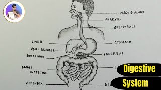 How to draw diagram of human Digestive system  step by step  Digestive system drawing [upl. by Gilmour136]