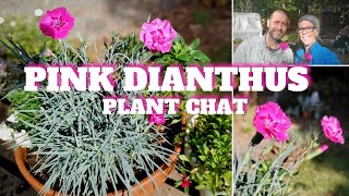 💗 Pink Dianthus Plant Chat  SGD 206 💗 [upl. by Terrijo]