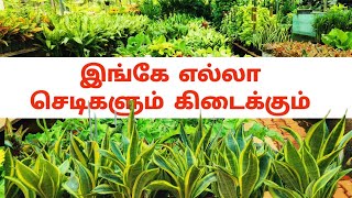 SM Plants Nursery Garden Padappai Chennai for Indoor and outdoor plants jackwesvlogs [upl. by Arykat]