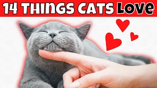 14 Things Cats LOVE 3 Might Wake You Up [upl. by Enuj311]