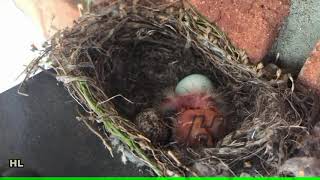 Baby Finches from egg to a little bird growing up and flying away One baby bird dead [upl. by Yahsal]