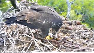 AEF NEFL Eagle Cam 33118 Spirit Brings in His Own Fish [upl. by Aulea]