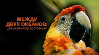 Между двух океанов дикая природа Коста Рики [upl. by Vergne]