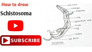 How to draw Schistosoma Diagram  सिस्टोस्टोमा का चित्र  Phylum Platyhelminthes  platyhelminthes [upl. by Fowler]