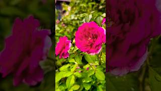 Beautiful rose flower  rose gardens  rose plants flowers rose gardening shorts satisfying [upl. by Dlaniger]