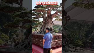 Quan điểm của thầy Nguyễn Duy Huệ yeucay bonsaitree shortvideo [upl. by Nolitta]