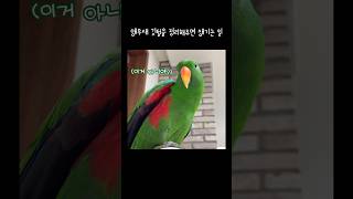 지구 앵무새 깃털을 정리해주면 생기는 일  겨드랑이 자동반사  talking eclectus parrot [upl. by Circosta]