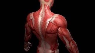 fascia and muscles of back [upl. by Groh515]