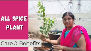 All In One Spice Plant  All Spice Plant Care amp Benefits  Vanas Terrace Garden [upl. by Beebe842]