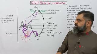 Digestion In Cockroach UrduHindi Medium profmasoodfuzaildigestionininsects [upl. by Braeunig565]