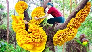 Surviving A Week in the Forest  Harvesting Dyshidrosis Root Goes to Market Sell  Lý Tiểu Luyến [upl. by Warga193]