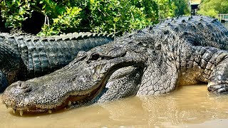 Live Alligator Feeding Frenzy [upl. by Georgina]