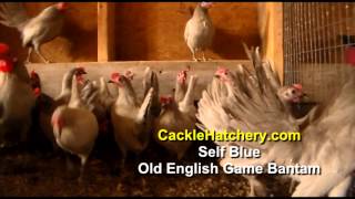 Self Blue Old English Game Bantam Chicken Breed Breeder Flock [upl. by Grider29]