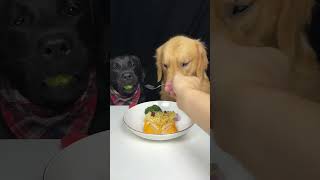 My Labrador Brother Doesnt Like Watermelon Very Much Golden and Labrador Cute Pet Debut Plan [upl. by Llerdnam]