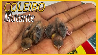 RARIDADE MUTANTE DE COLEIRO LUTINO [upl. by Elleryt]