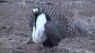 Greater sagegrouse strut display [upl. by Anitsirt]