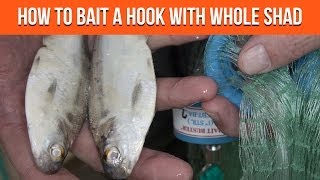 How To Bait A Hook With Cut Shad Cut Bait [upl. by Nabalas717]