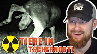 Leben noch verstrahlte Tiere in Tschernobyl  Stalker pranken sich  Fritz Meinecke reagiert [upl. by Nnailuj]