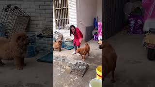 两狗一言不合就扭打在一起 cutest dog dog china funny playful dog [upl. by Stegman124]