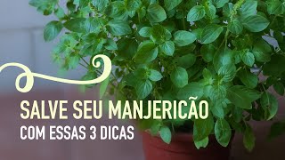 Como cultivar MANJERICÃO em VASO e como PODAR [upl. by Sillyrama62]