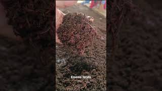 Earth Worm 🪱 Eisenia fetida  kechua  Vermicompost khetikadoctor drsunilbhaira soilhealth [upl. by Eohce129]