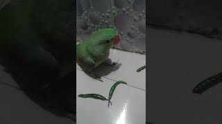 💖mittu ko 🌶️ bhot pasand parrot parrottalking cute viral parrotlover [upl. by Malaspina]