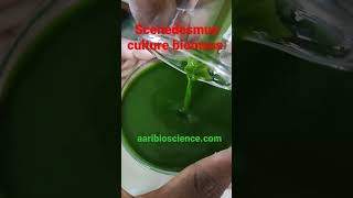 Harvesting Scenedesmus culture biomass microalgae biomass harvest green algae [upl. by Raymonds]