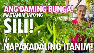 ANG DAMING SILI PAANO NGA BA ITO ITINATANIM Sili Planting Tutorial  Haydees Garden [upl. by Konikow]