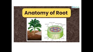 Anatomy of Roots  Monocot Root  Dicot Root  Anatomy of Flowering Plants  Class 11 Biology [upl. by Yednarb]