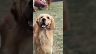 🐾🫶🏻 dog dogshow dogshortvideo photography dogs youtubeshorts [upl. by Cohbath678]